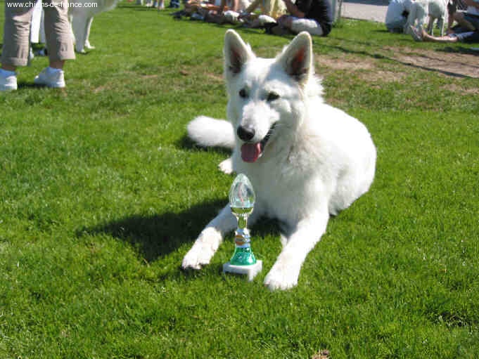 Nice of you to come bye Viking timo - 1er jeune trés bon (pas de qualificatif excellent en Allemagne