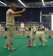 Nice of you to come bye Viking timo - 1er puppy trés prometteur