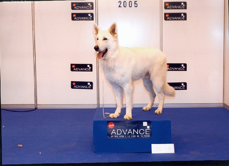 Nice of you to come bye Viking timo - 1er male classe ouverte CACIB, CAC, BOB