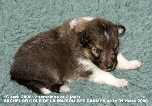 Bachelor gold De la maison des carmes