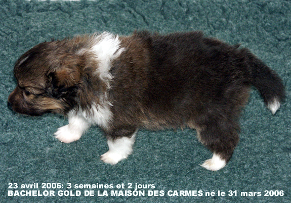 Bachelor gold De la maison des carmes