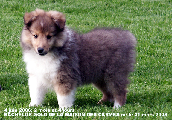 Bachelor gold De la maison des carmes