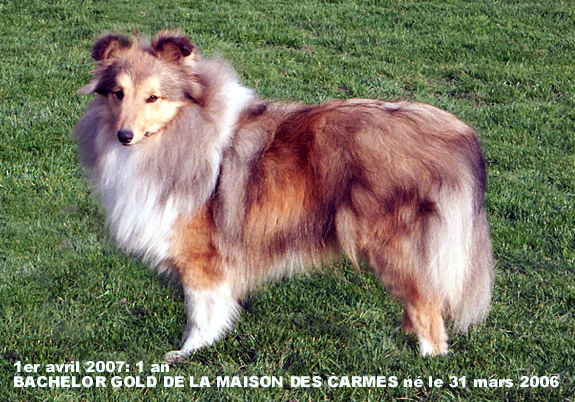 Bachelor gold De la maison des carmes