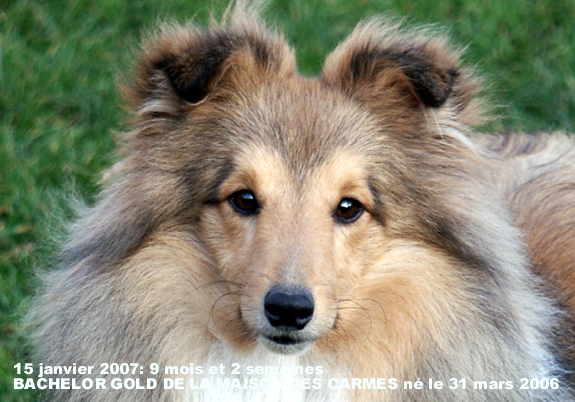 Bachelor gold De la maison des carmes