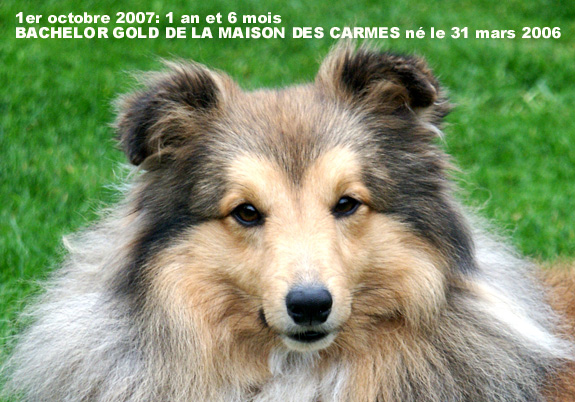 Bachelor gold De la maison des carmes