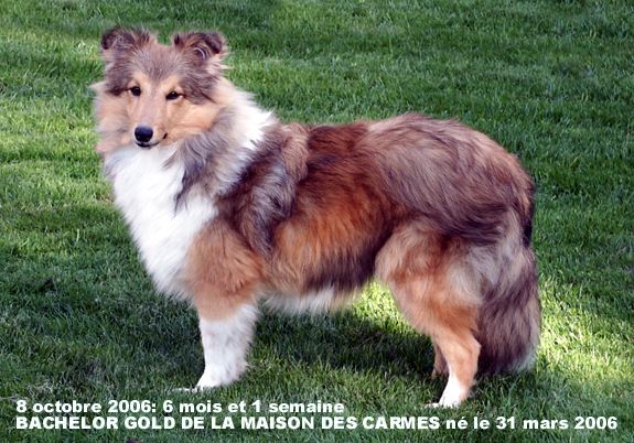 Bachelor gold De la maison des carmes