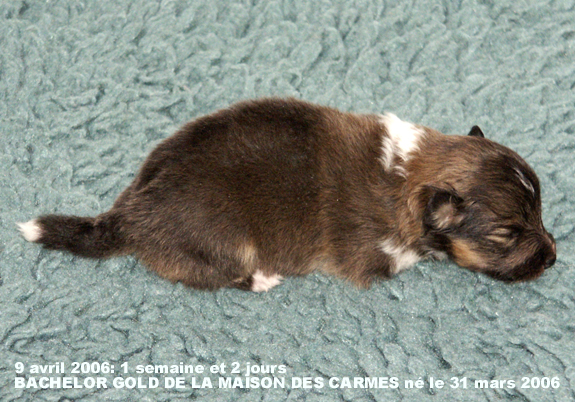 Bachelor gold De la maison des carmes