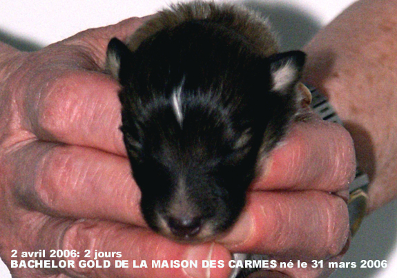 Bachelor gold De la maison des carmes