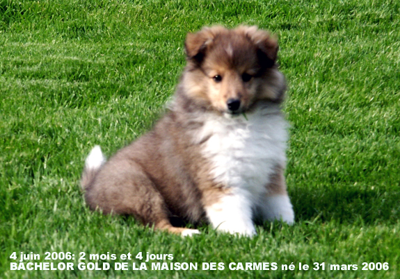 Bachelor gold De la maison des carmes