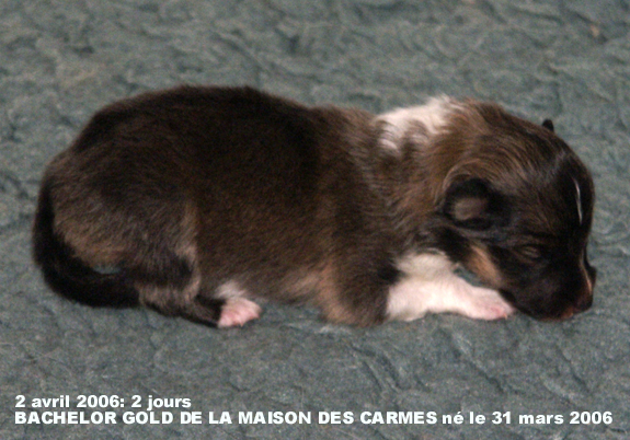 Bachelor gold De la maison des carmes