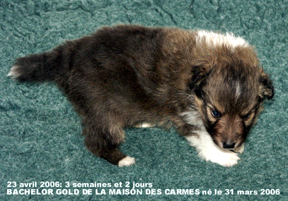 Bachelor gold De la maison des carmes