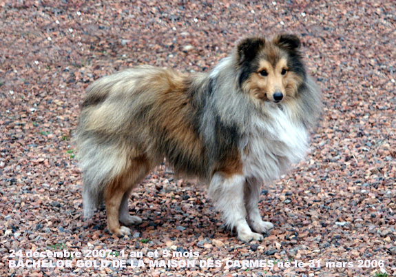 Bachelor gold De la maison des carmes