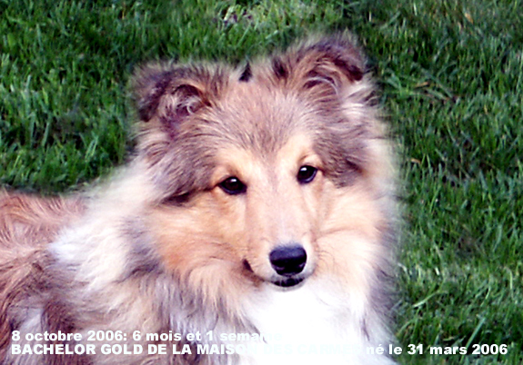 Bachelor gold De la maison des carmes