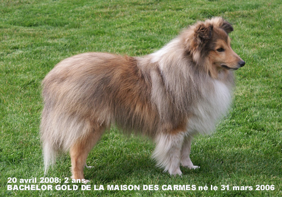 Bachelor gold De la maison des carmes