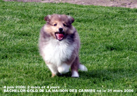 Bachelor gold De la maison des carmes