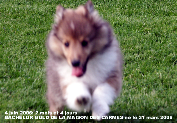 Bachelor gold De la maison des carmes