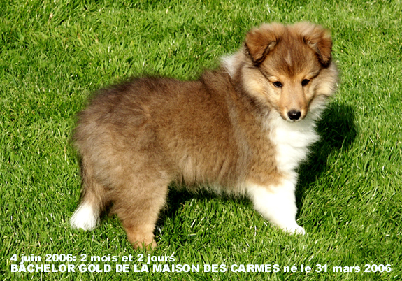 Bachelor gold De la maison des carmes