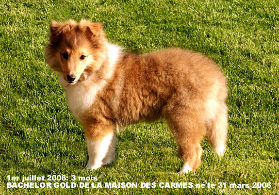 Bachelor gold De la maison des carmes