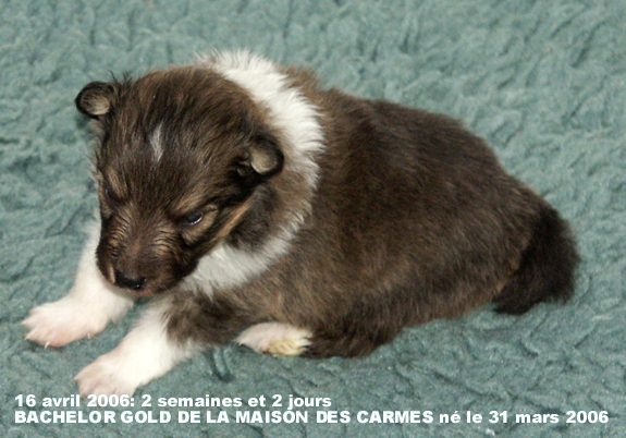 Bachelor gold De la maison des carmes