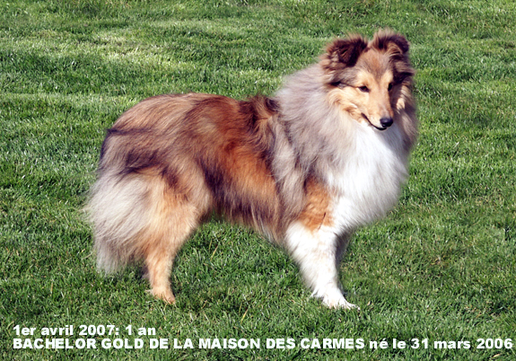 Bachelor gold De la maison des carmes