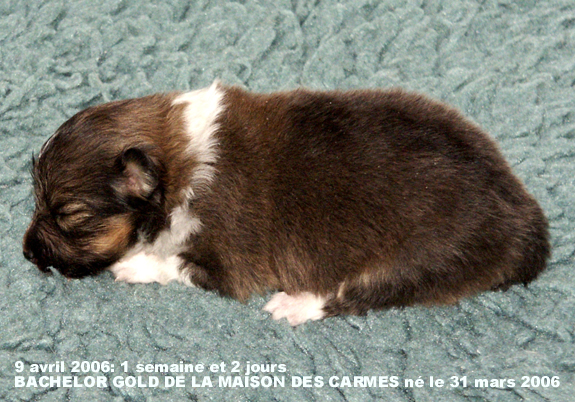 Bachelor gold De la maison des carmes