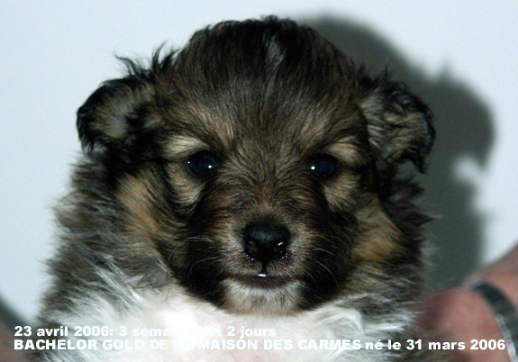 Bachelor gold De la maison des carmes