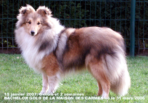 Bachelor gold De la maison des carmes