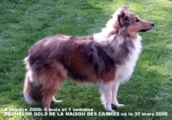 Bachelor gold De la maison des carmes