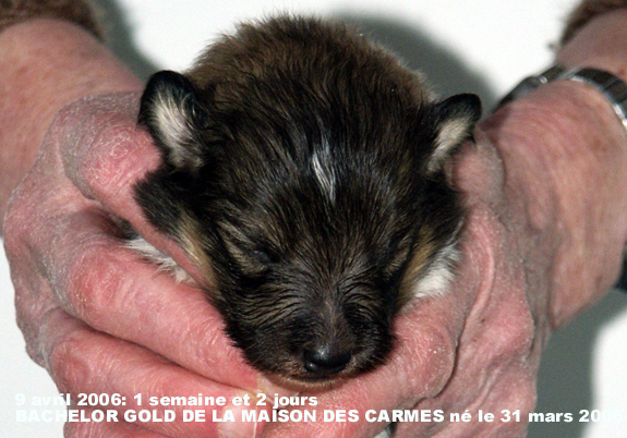 Bachelor gold De la maison des carmes