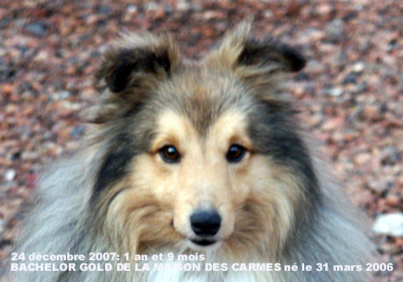 Bachelor gold De la maison des carmes