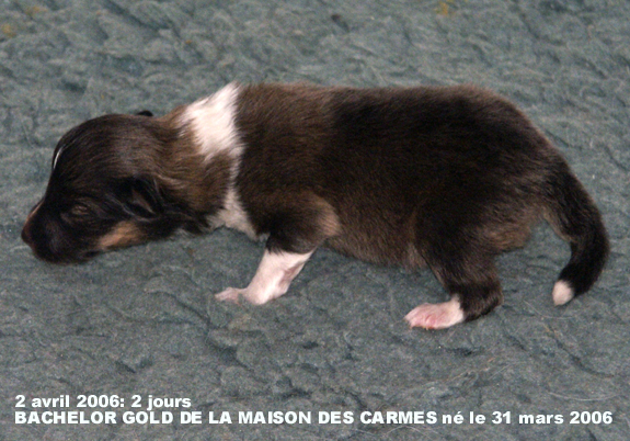 Bachelor gold De la maison des carmes