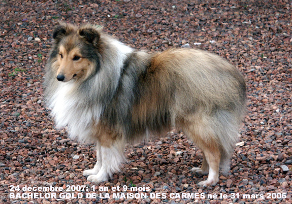 Bachelor gold De la maison des carmes