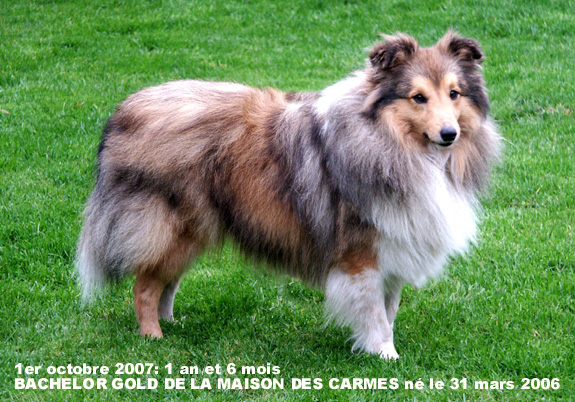 Bachelor gold De la maison des carmes