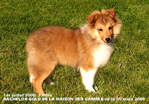 Bachelor gold De la maison des carmes