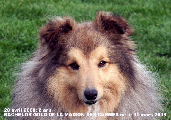 Bachelor gold De la maison des carmes