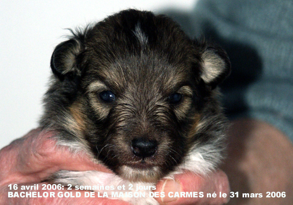 Bachelor gold De la maison des carmes