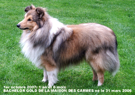 Bachelor gold De la maison des carmes