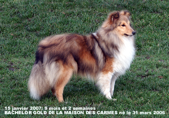 Bachelor gold De la maison des carmes