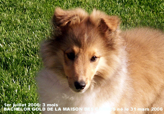 Bachelor gold De la maison des carmes