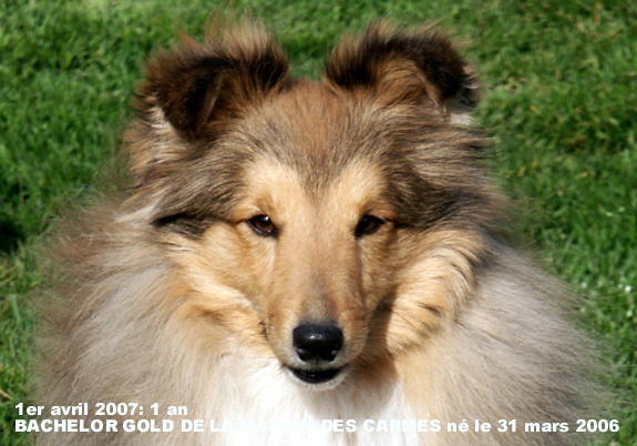 Bachelor gold De la maison des carmes