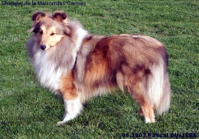 Bachelor gold De la maison des carmes - Excellent non classé en Classe Ouverte