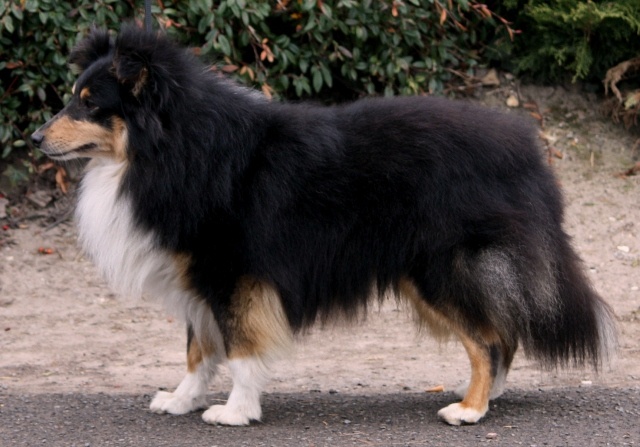 Dodger black De la maison des carmes - 3ième Excellent en Classe Ouverte (10 chiens présents)