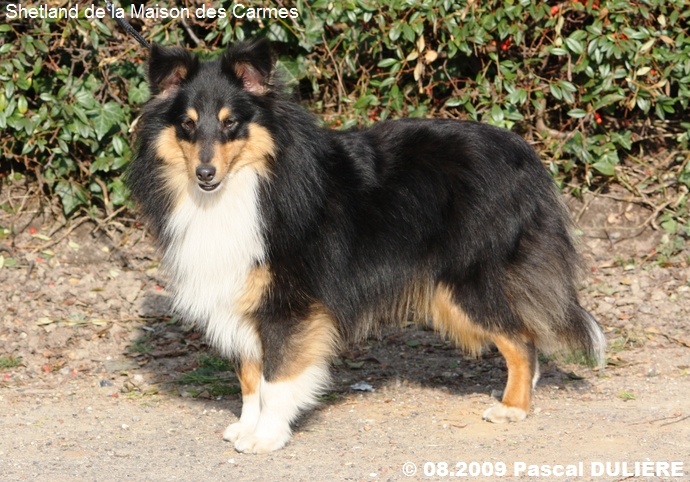 Dodger black De la maison des carmes - 2ième Excellent RCAC RCACIB en Classe Ouverte