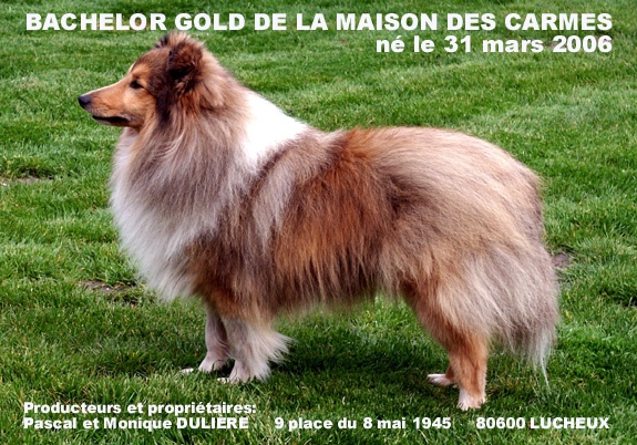 Bachelor gold De la maison des carmes - 1er Excellent CAC en Classe Ouverte et Meilleur de Race