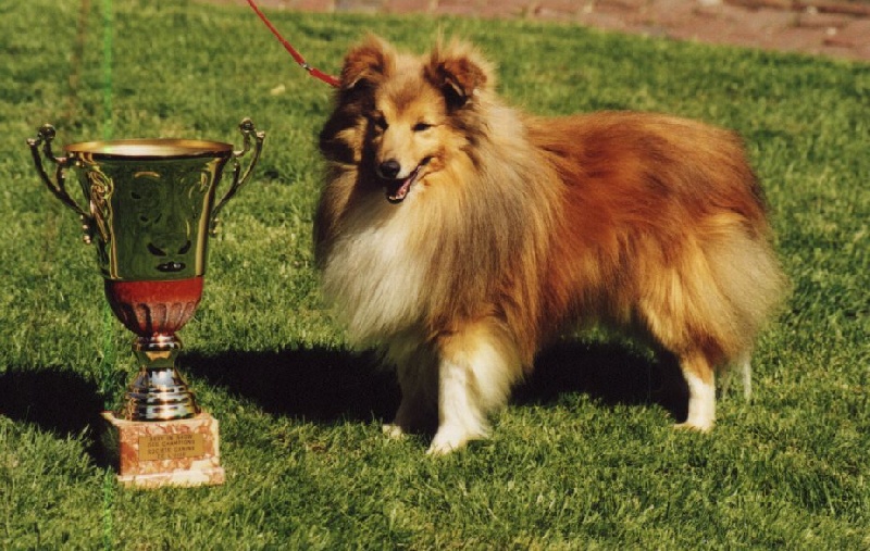 CH. Icare gold De la maison des carmes - 1er Excellent en Classe Champion