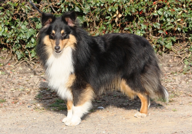 Dodger black De la maison des carmes - 1er Excellent en Classe Jeune