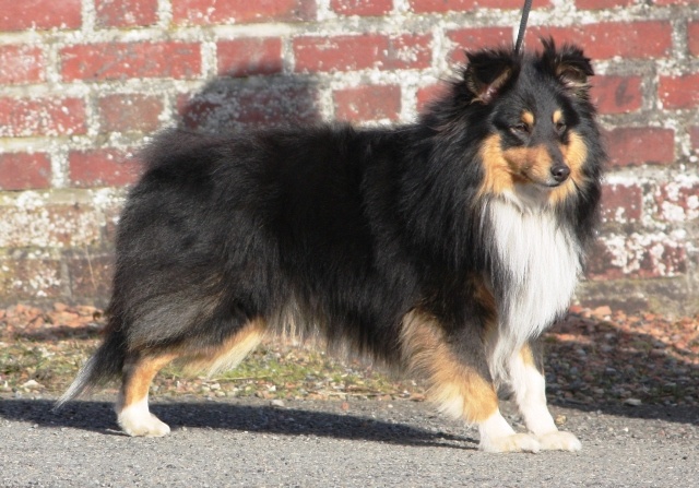 Dodger black De la maison des carmes - 1er Excellent RCAC en Classe Ouverte