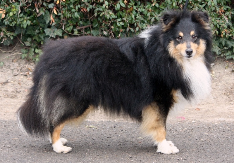 Dodger black De la maison des carmes - 3ième Excellent en Classe Ouverte (8 chiens présents)