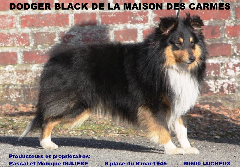 Dodger black De la maison des carmes - 3ième Excellent en Classe Ouverte