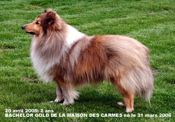 Bachelor gold De la maison des carmes - 3ième Excellent en Classe Ouverte